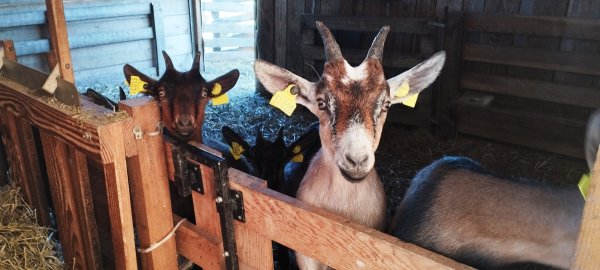 La chèvrerie de Pernes les Fontaines